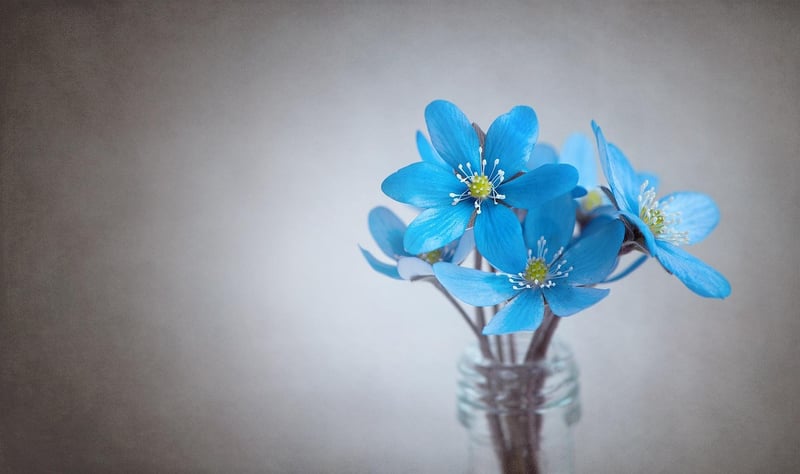 Flower in garden