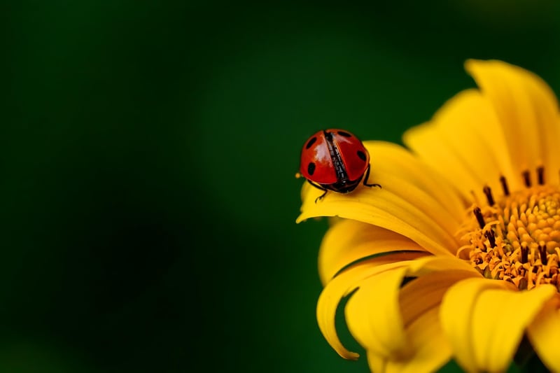 Natural Pest Control